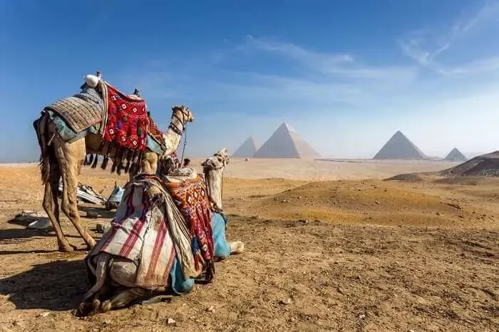 Great Pyramids of Giza with Camel
