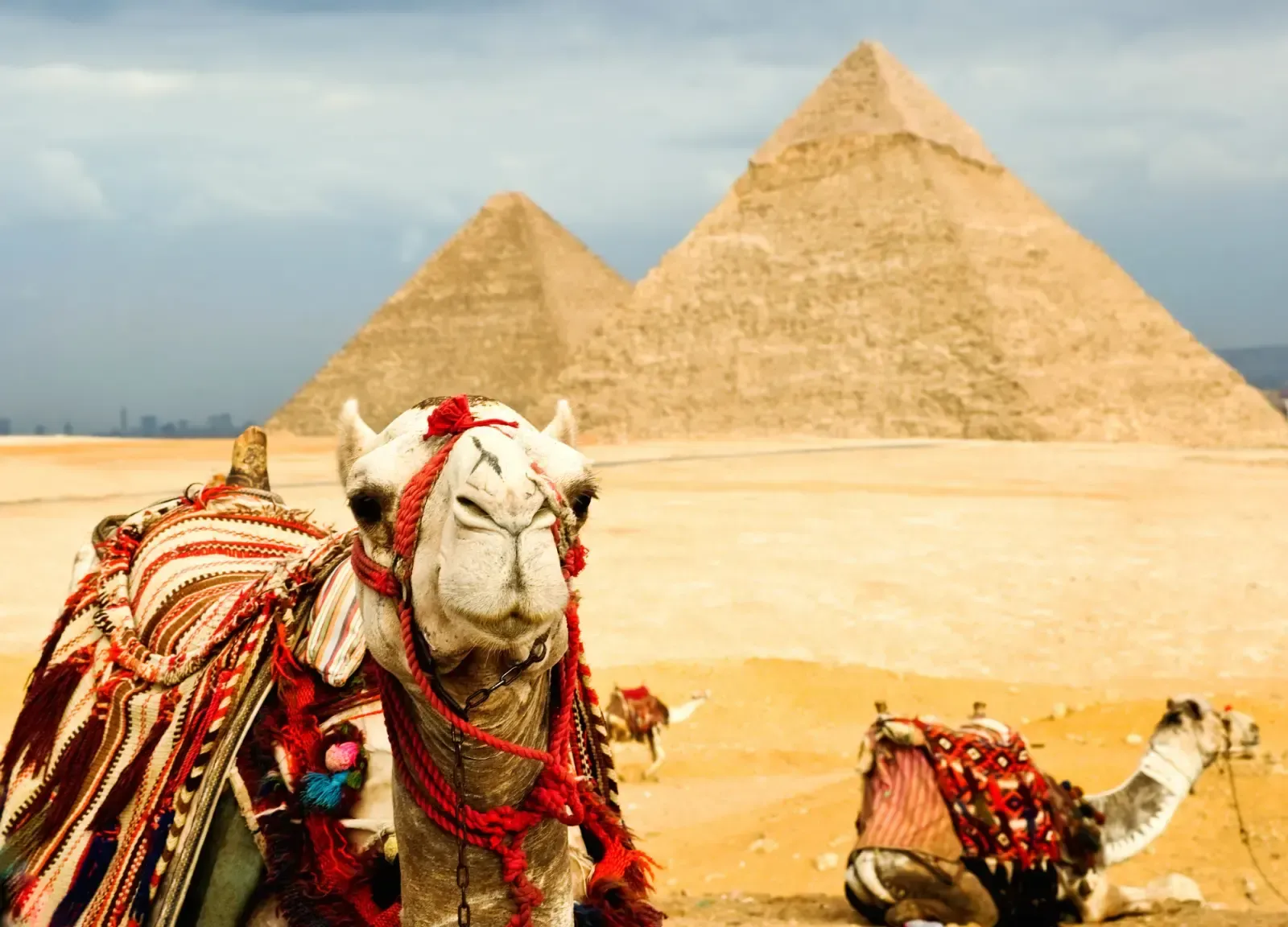 Camel at the Giza Pyramids, Egypt desert
