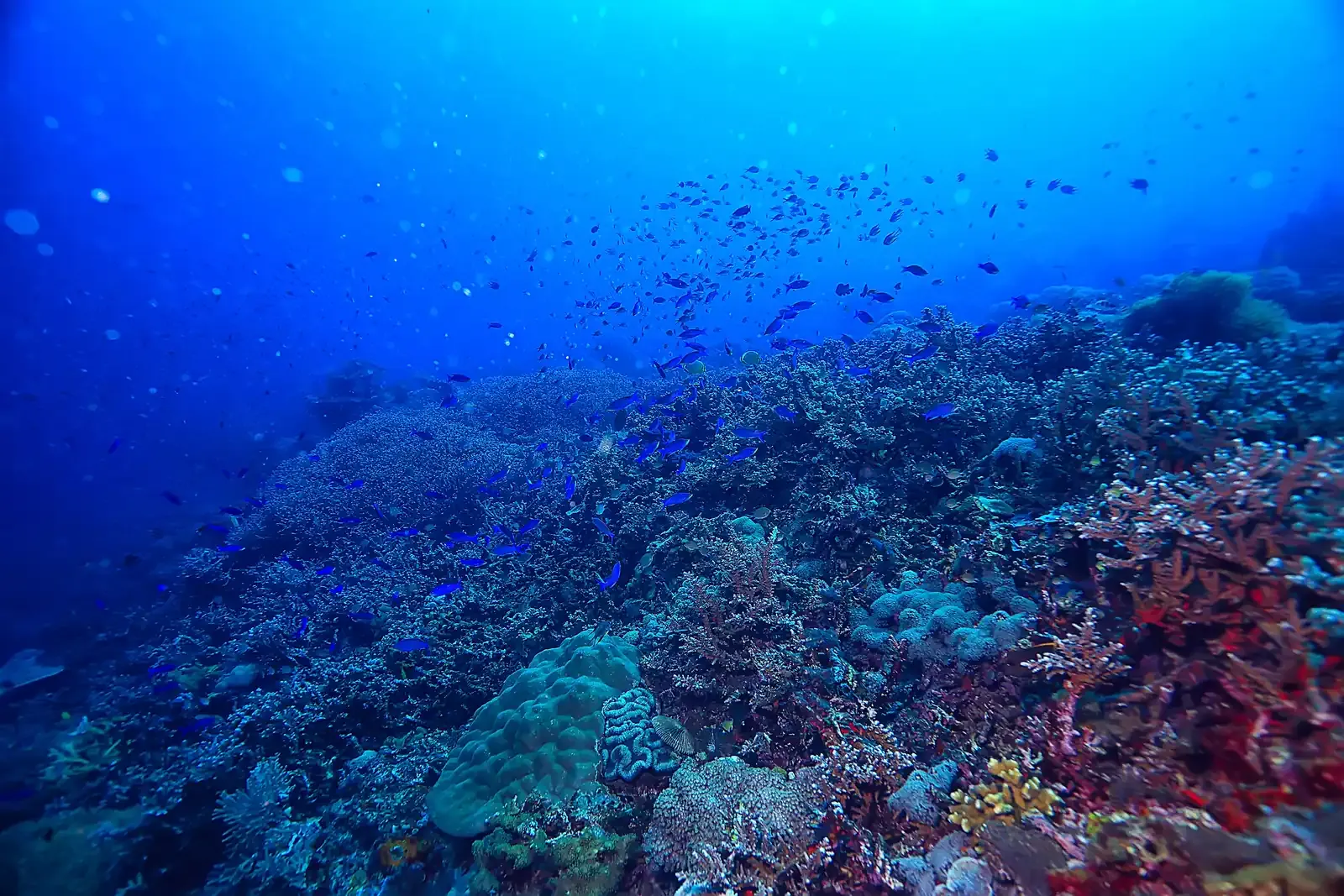 Lighthouse Reef & Masbat Bay