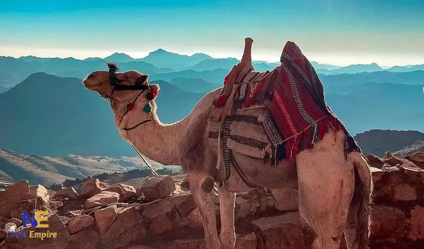 Mount Sinai Sunrise Hike from Sharm