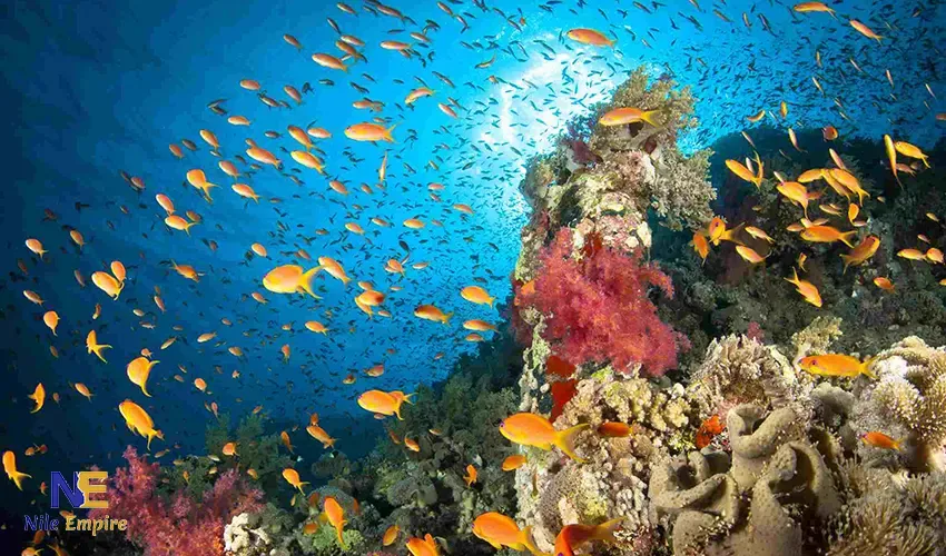 Best Diving Spots in Sharm El Sheikh Ras Mohammed: The Ultimate 2026 Guide