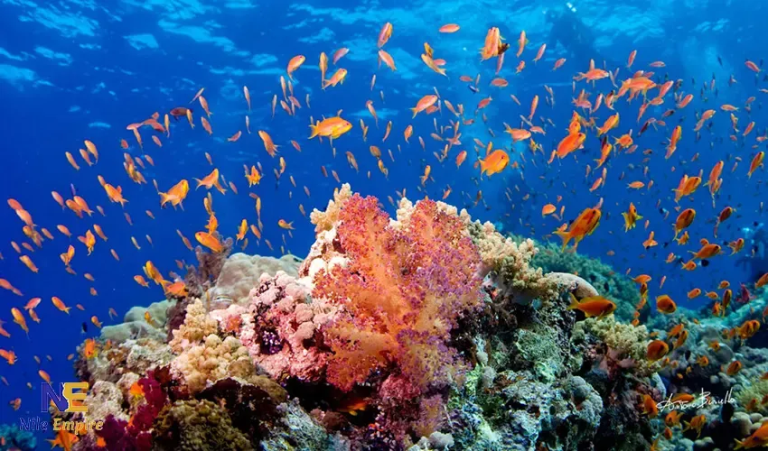 Dahab