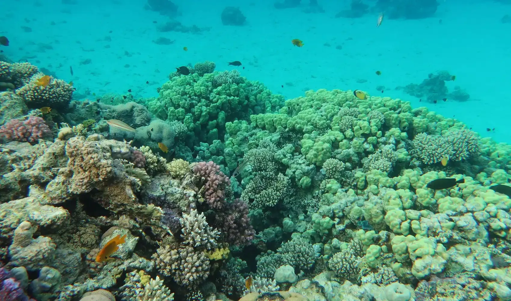 Dahab