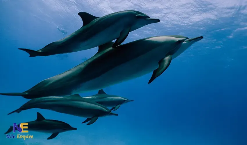 Marsa Alam Satayh Dolphin Snorkeling Tour