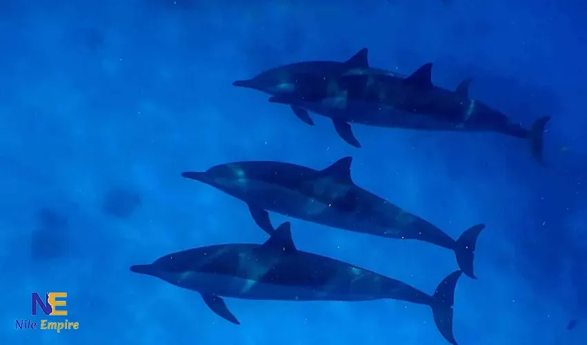 Sataya (arrecife de los delfines)