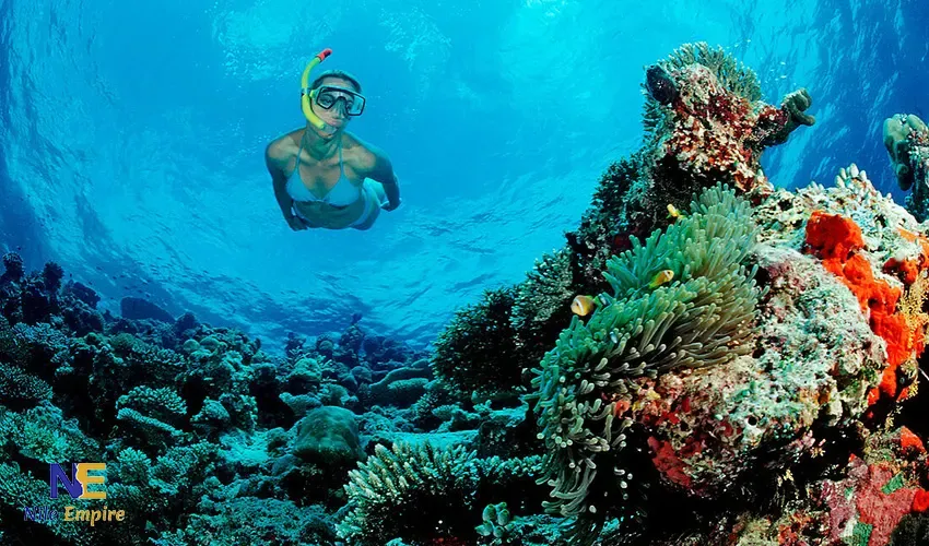 A well-equipped tourist snorkeling above a dense formation of soft and hard corals in the Red Sea